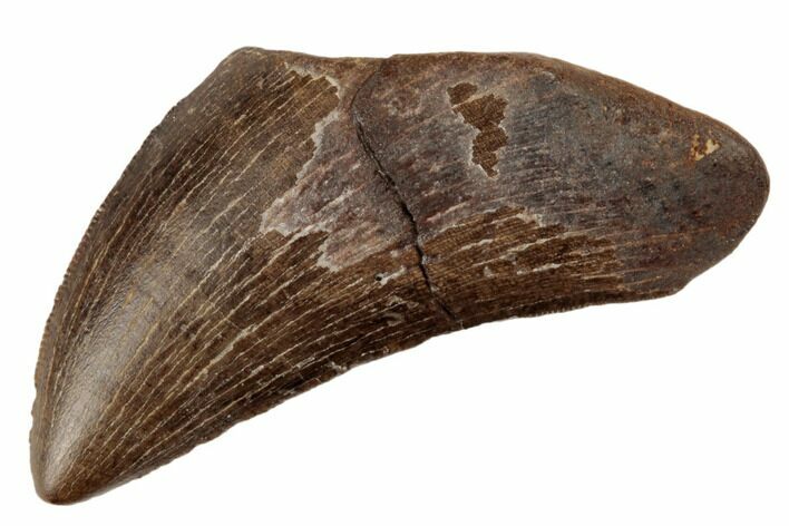 Serrated Tyrannosaur Tooth - Judith River Formation #192603